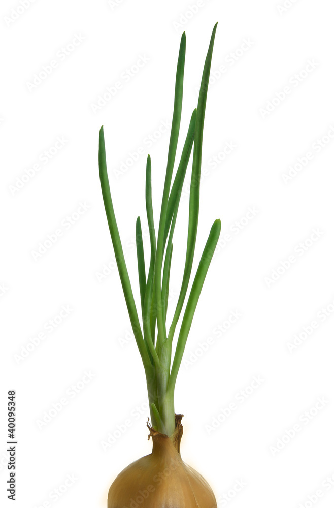 Spring Onion Spring Onion