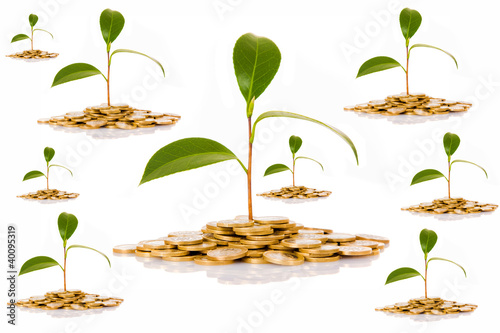 Coins and plant on white background