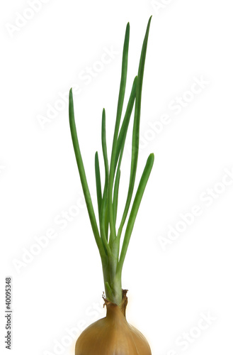 Spring Onion