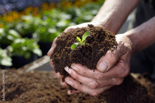 the hands of the gardener