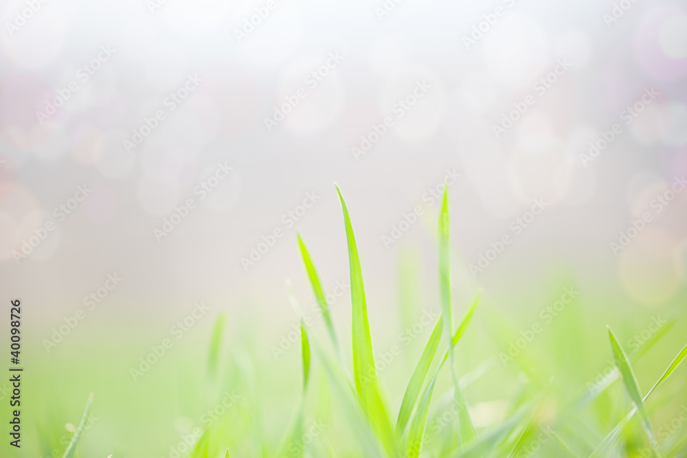 spring,grass and bokeh background spring,grass and bokeh background