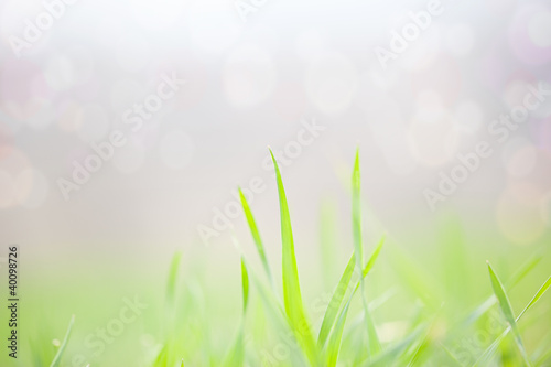 spring,grass and bokeh background