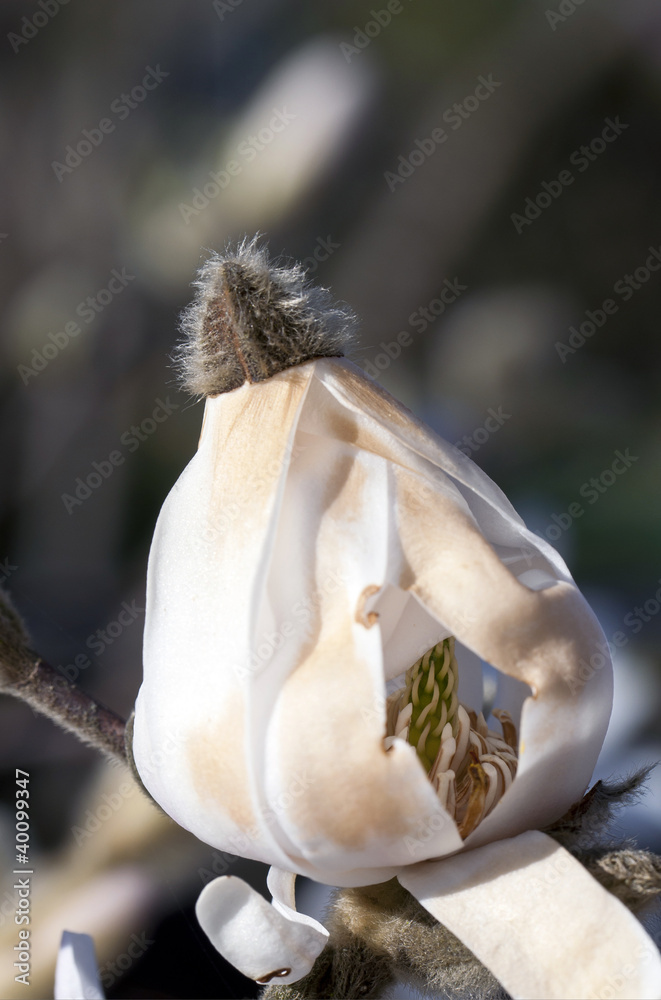 Gleich explodiert der Frühling Gleich explodiert der Frühling