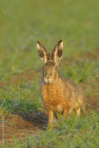 Brown hare sitting in field © Ana Gram