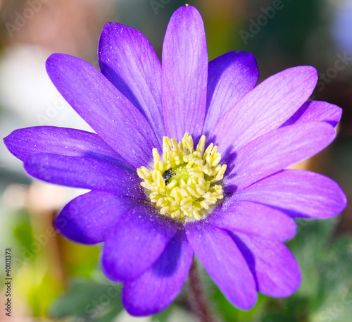 Anemone