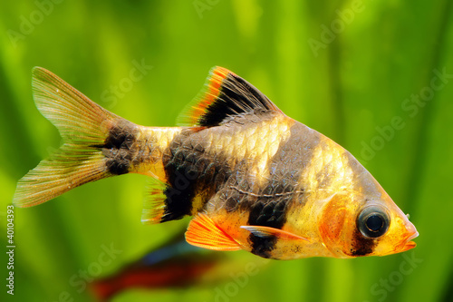 Tiger barb or Sumatra barb fish in the aquarium