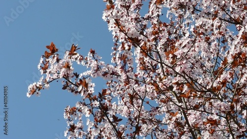 Prunus cerasifera 'Nigra', Mix photo