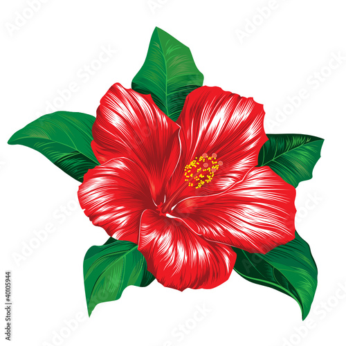 Red hibiscus flower on white background