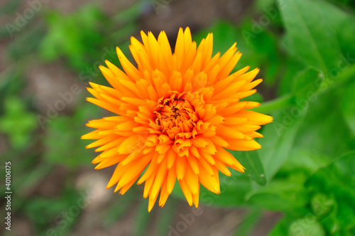 Chrysanthemum flower. © loraks