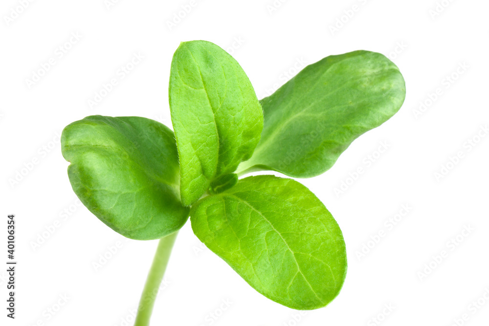 Green sprouts Green sprouts