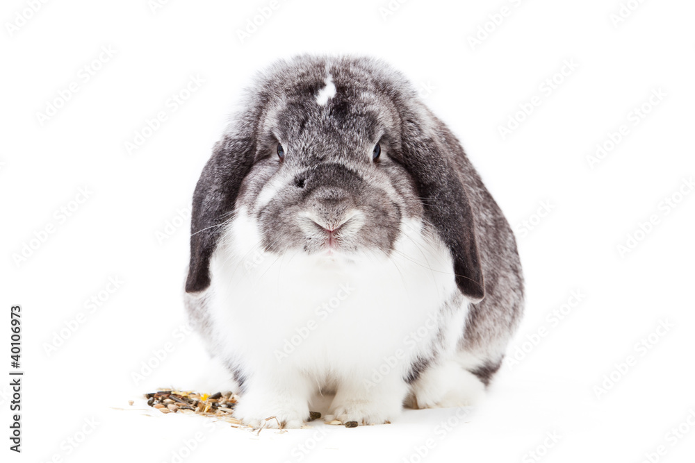 Adorable rabbit isolated on a white background. Adorable rabbit isolated on a white background.