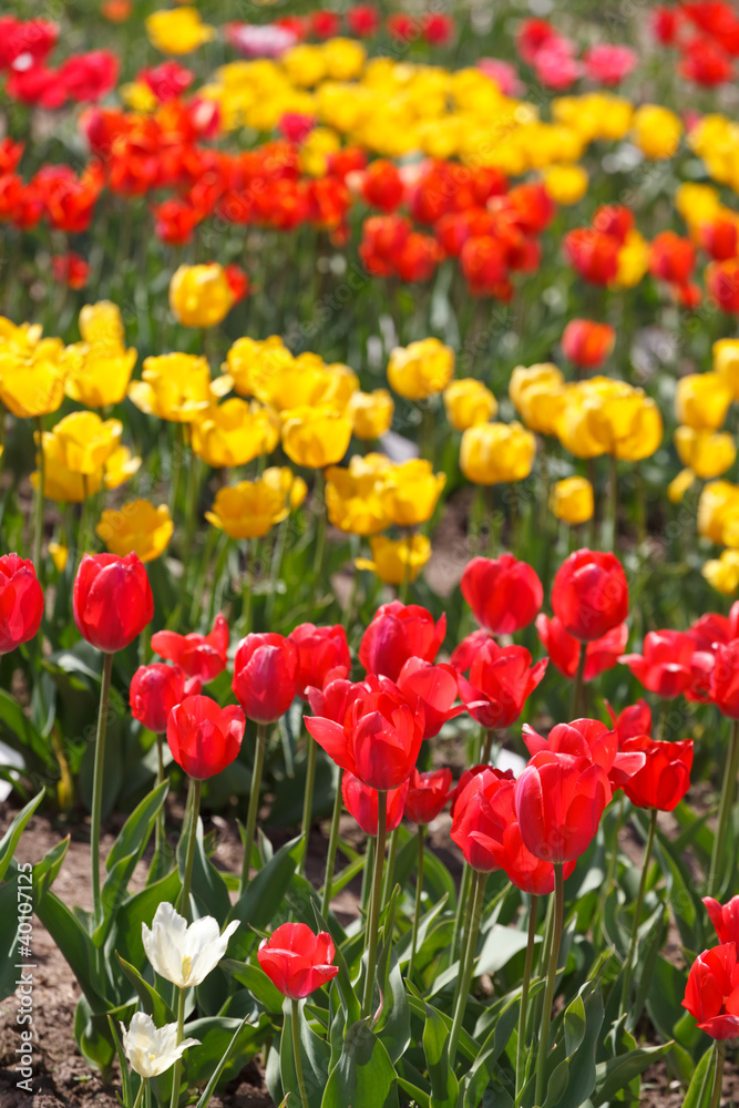 beautiful tulips