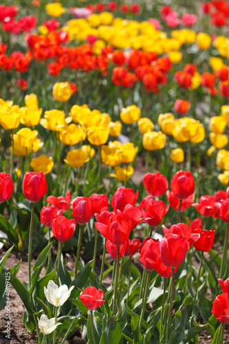 beautiful tulips