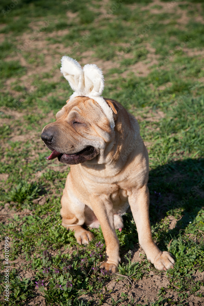 sharpei dog