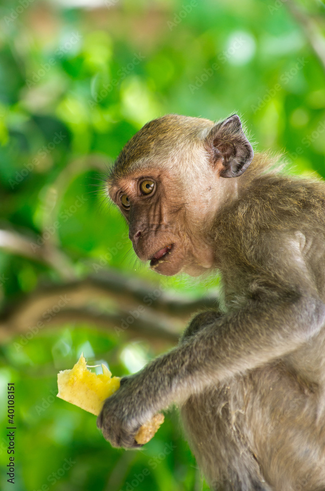monkey monkey