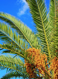 Feuilles et fruits de palmier