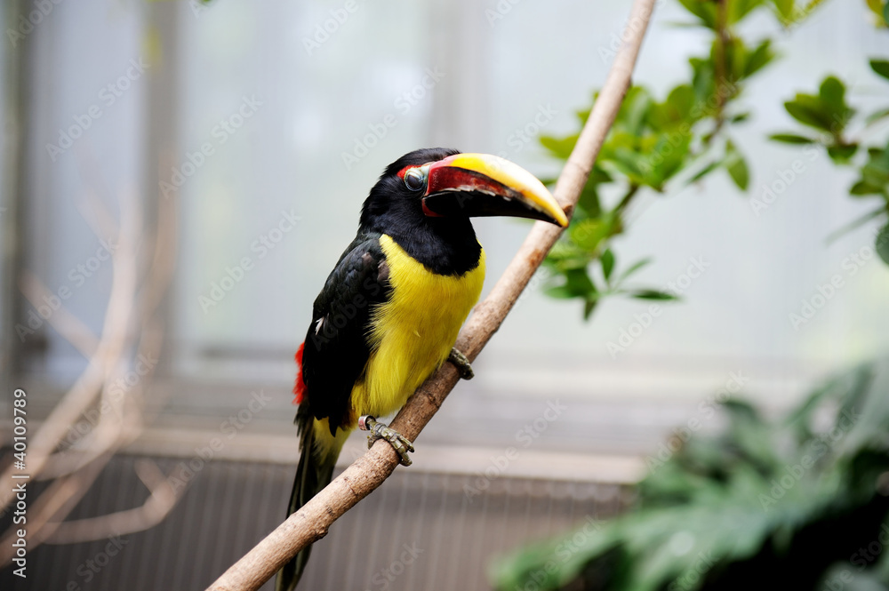 Black necked aracari sitting on a branch Black necked aracari sitting on a branch