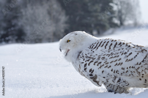 shouting snowy owl © Stanislav Duben