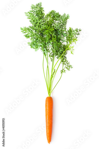 Root-crop of carrot with green tops