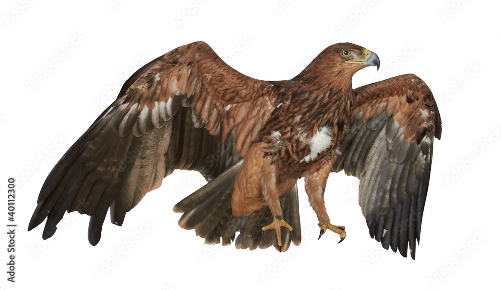 Obraz premium Eagle