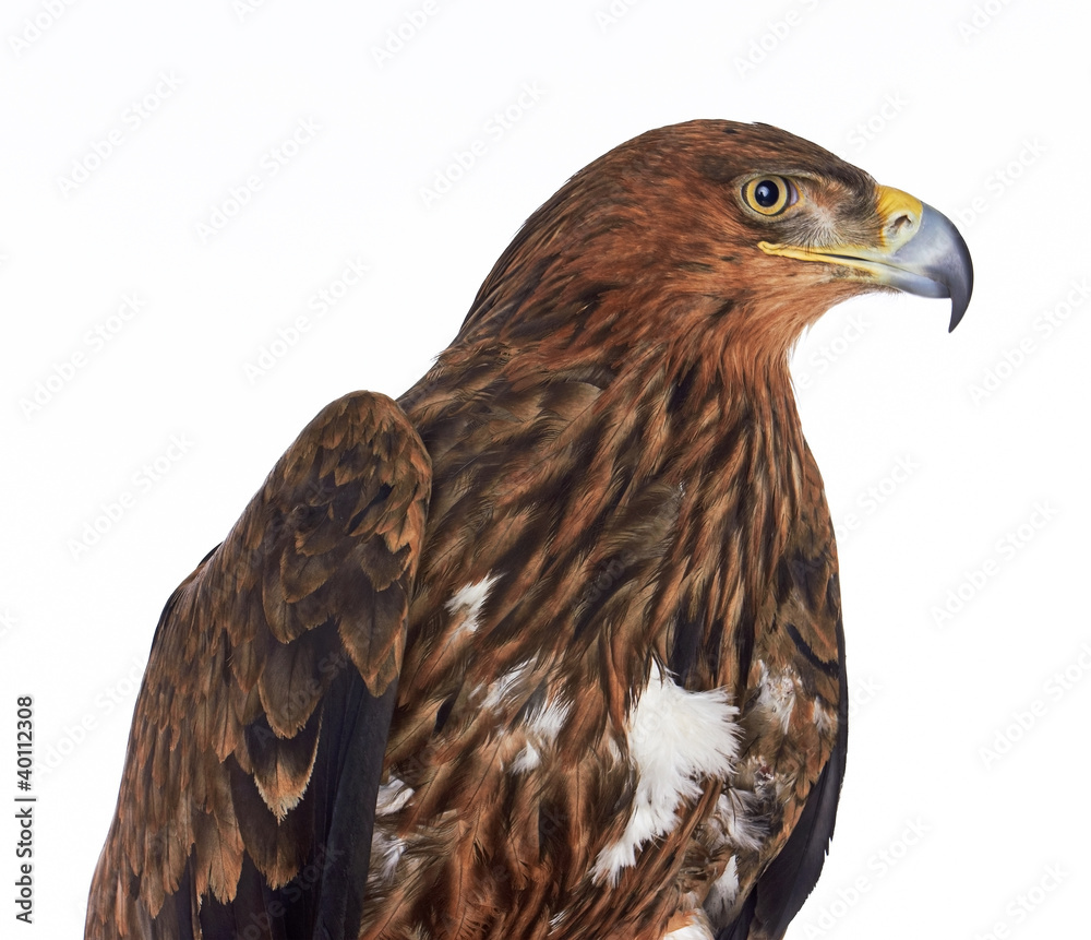 Fototapeta premium Eagle