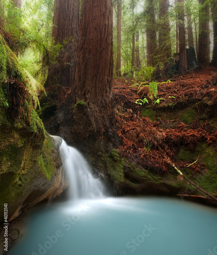 Redwood forest waterfall