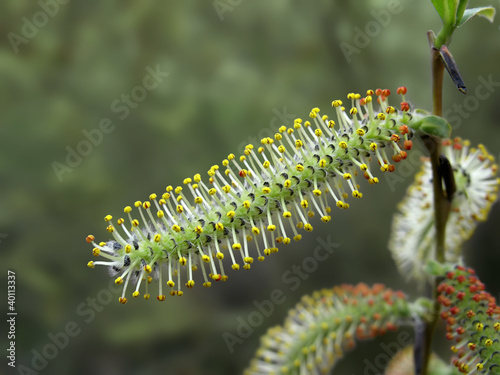 Close up of yellow and red willow catkin photo