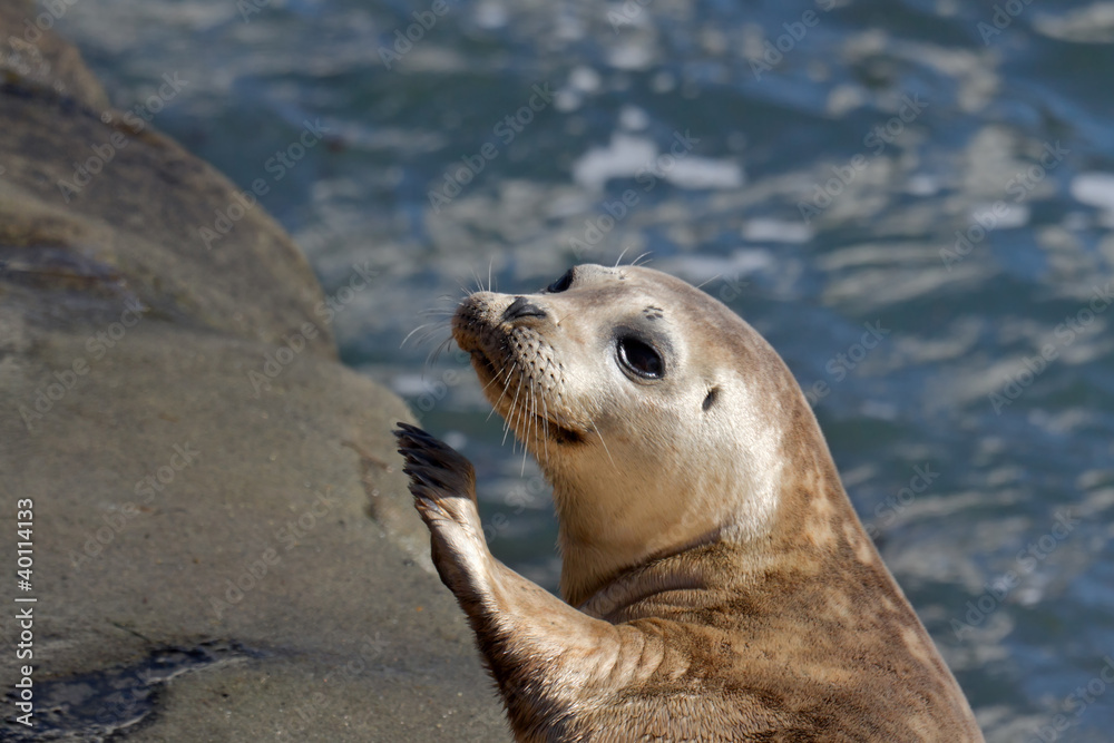 Naklejka premium Seal Puppy in La Jolla