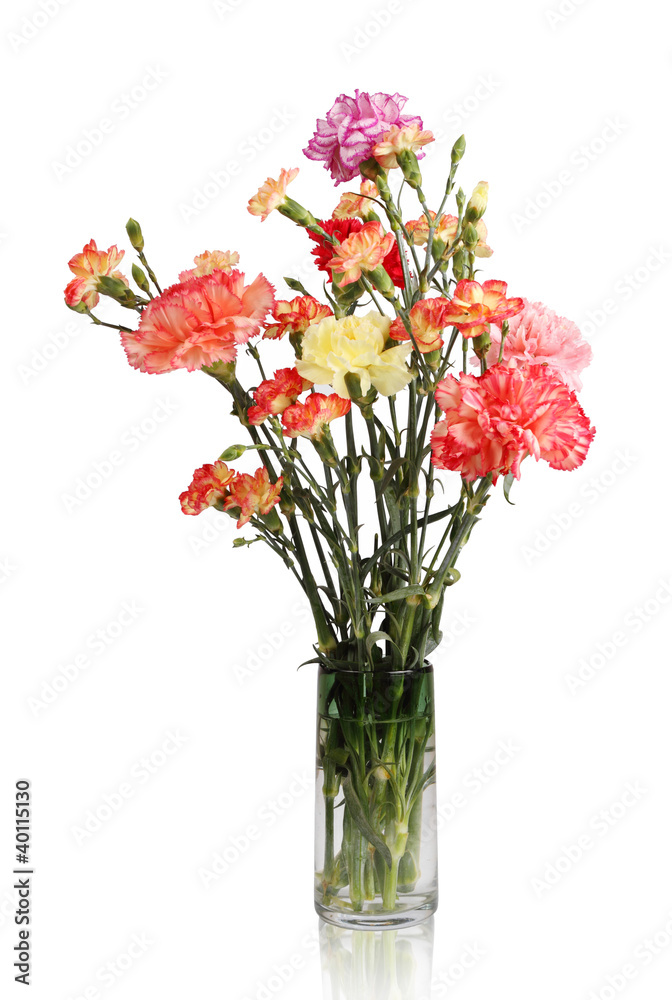 colorful flowers of carnation in glass vase on white colorful flowers of carnation in glass vase on white