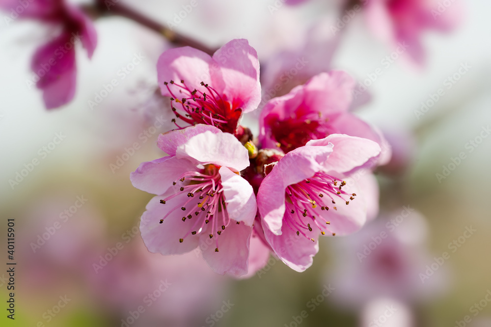 Peach flowers Peach flowers