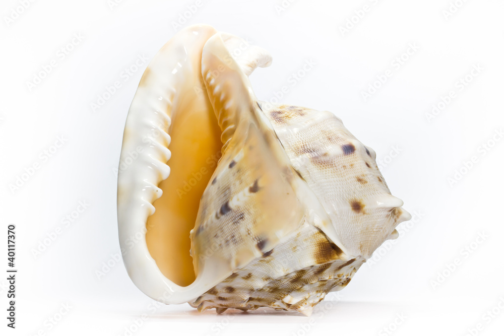 shell shell