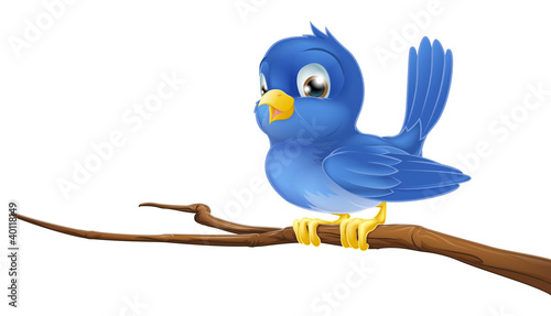 Bluebird on tree branch