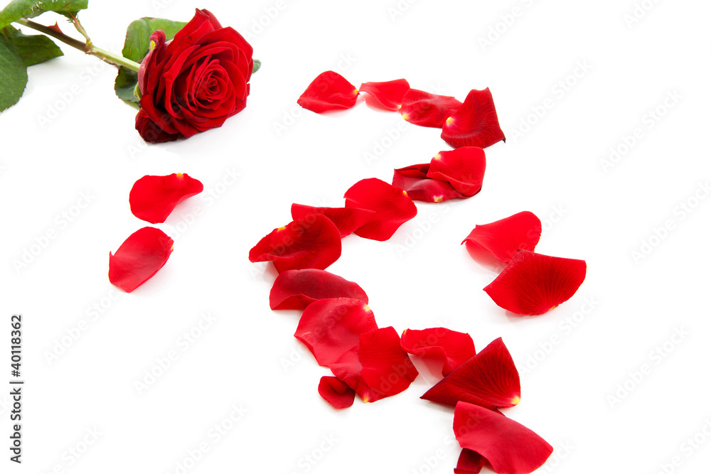 Red rose with fallen leaves Red rose with fallen leaves