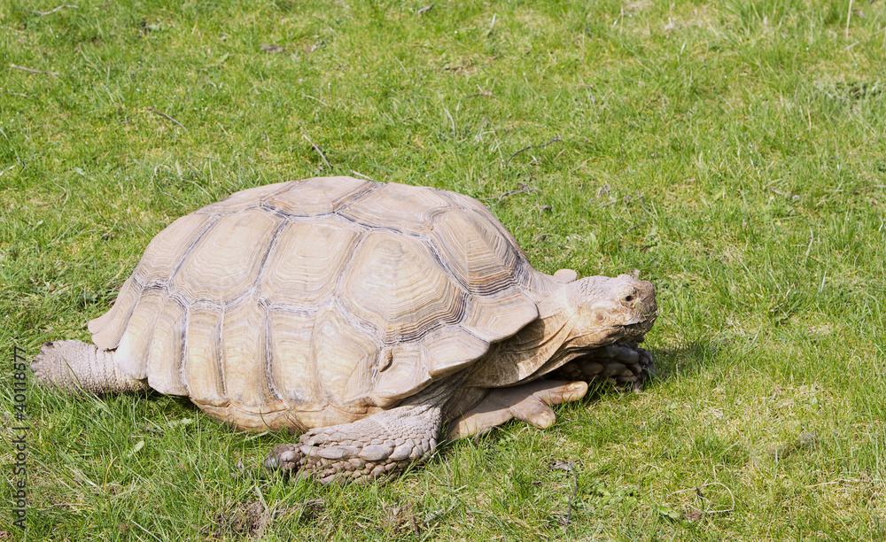 Fototapeta premium Aldabra giant tortoise (Geochelone gigantea)
