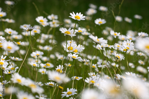 Photography Daisies