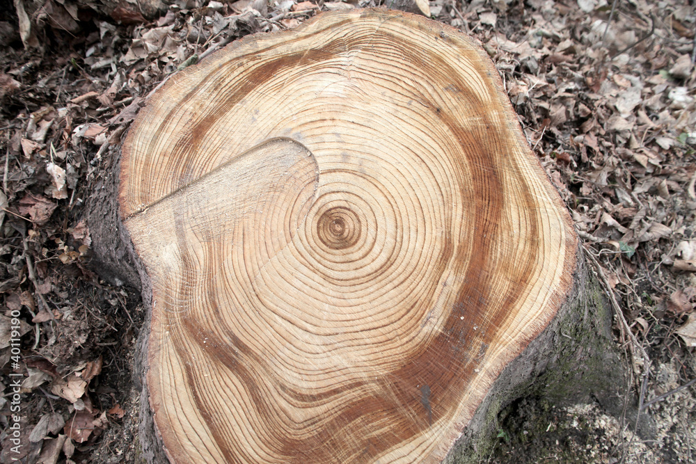 Obraz premium Stump