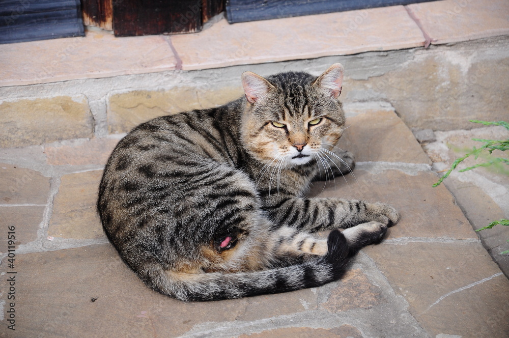 a cat laying (with missing leg)