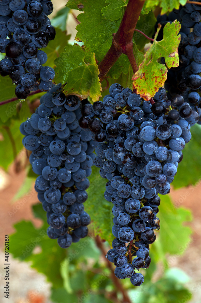 Ripe Red Wine Grapes, Coonawarra Wine Region, South Australia