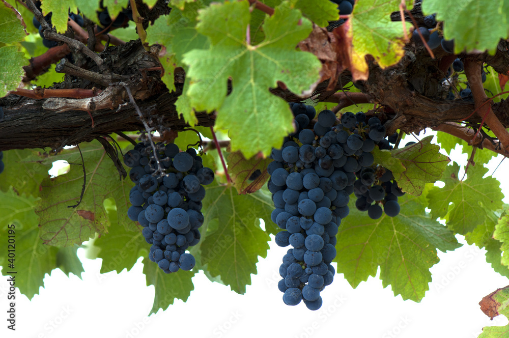 Ripe Red Wine Grapes, Coonawarra Wine Region, South Australia
