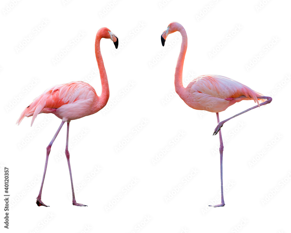 Obraz premium Para flamingów