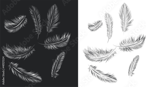 Set of vector feathers