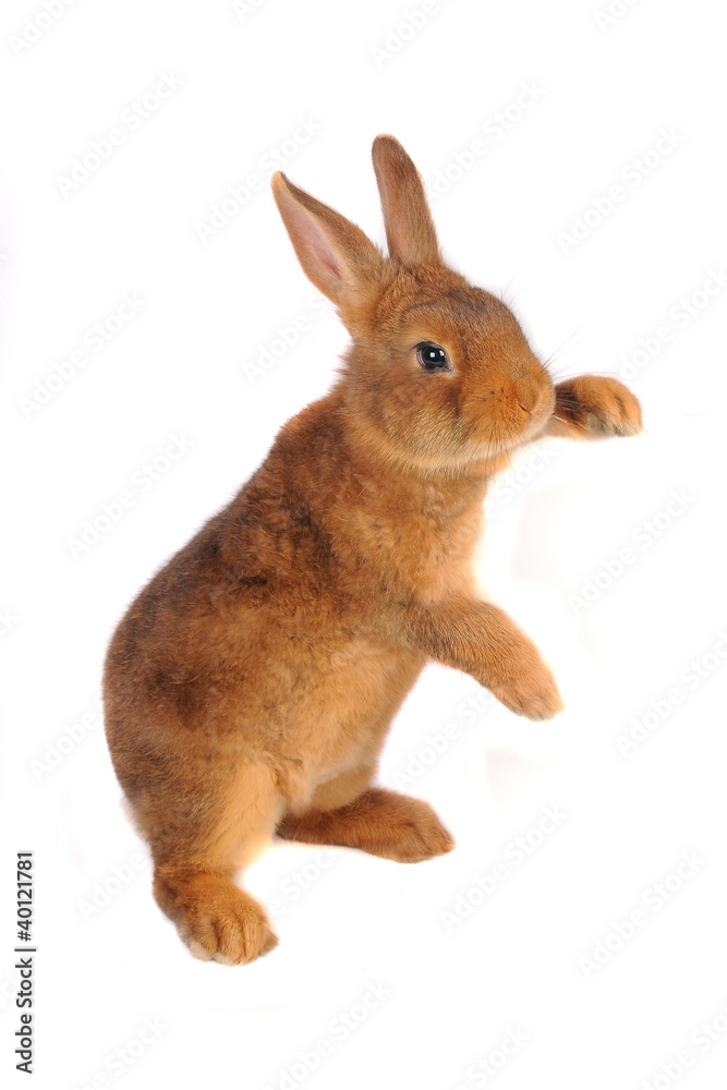 Obraz premium rabbit