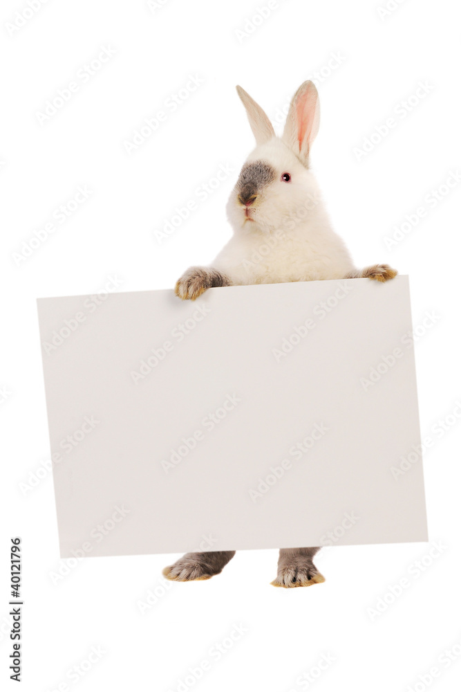 Fototapeta premium Rabbit