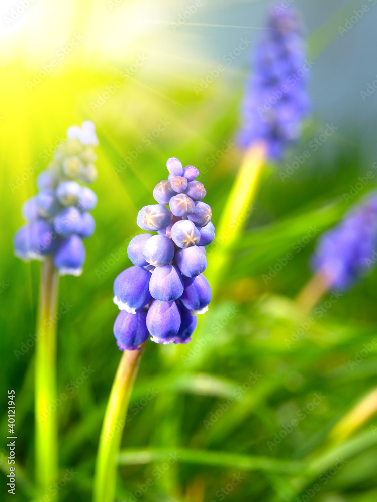 Bluebells flower (Grape Hyacinth, Muscari armeniacum)