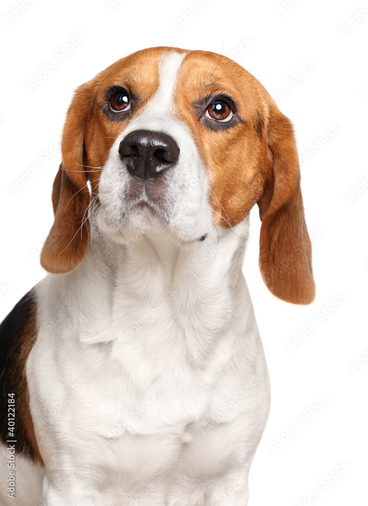 Beagle dog on white background