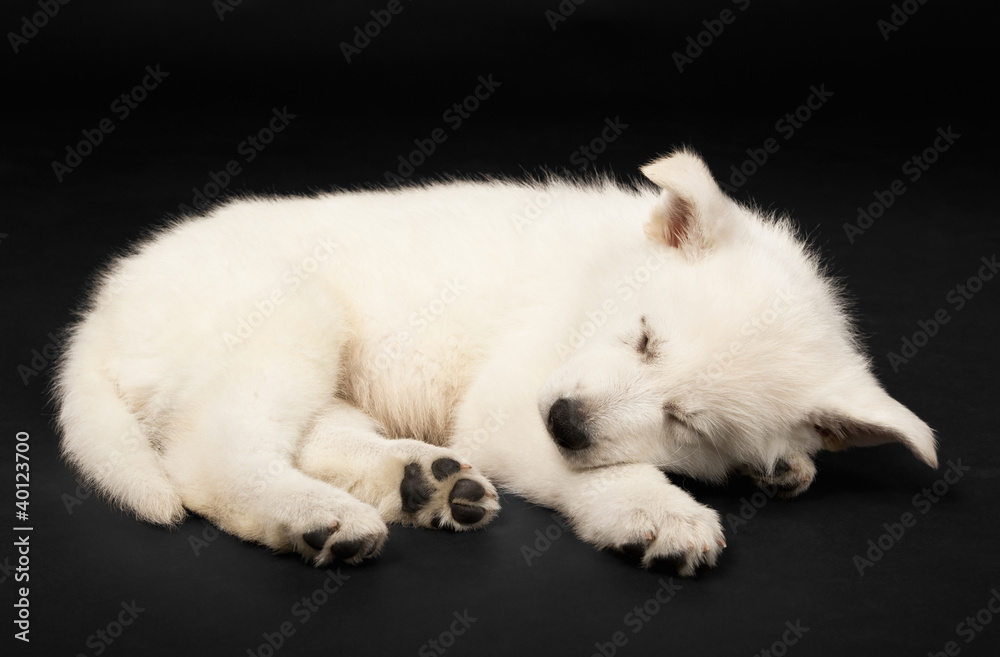 Puppy of the white sheep-dog Puppy of the white sheep-dog