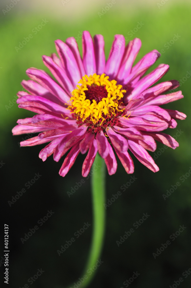 Fototapeta premium Flor