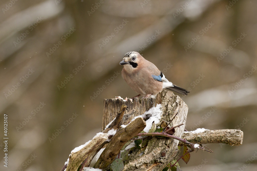 Fototapeta premium Eichelhäher (Garrulus glandarius)