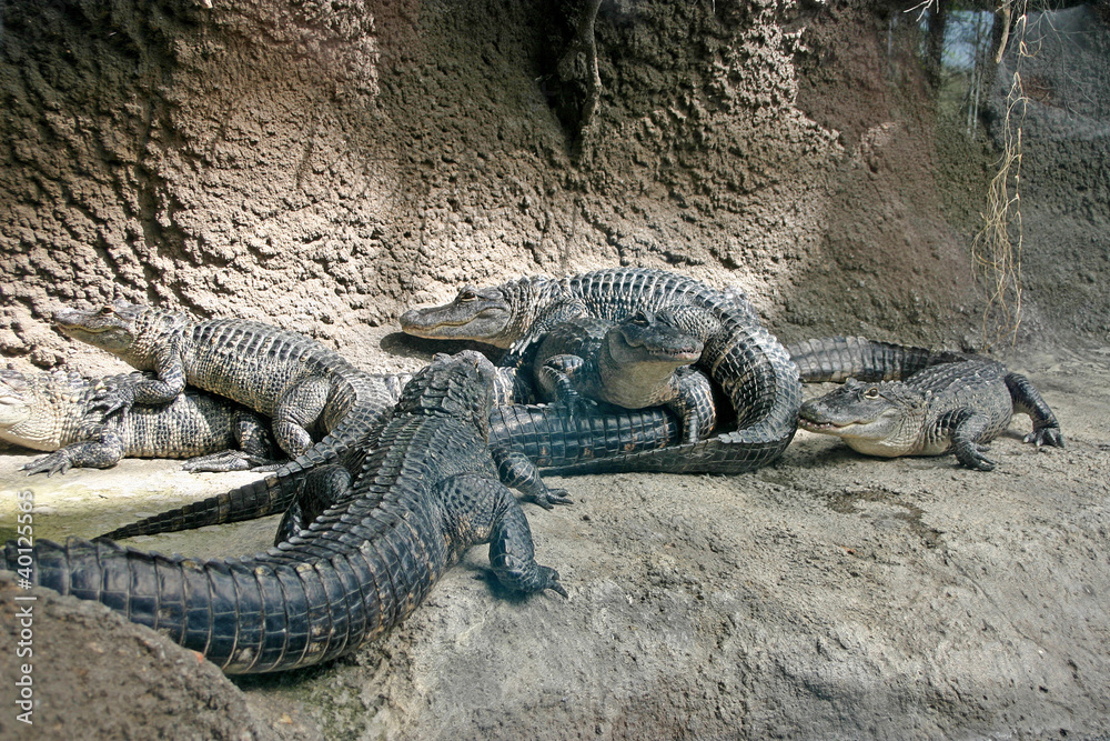 Fototapeta premium Crawling With Alligators