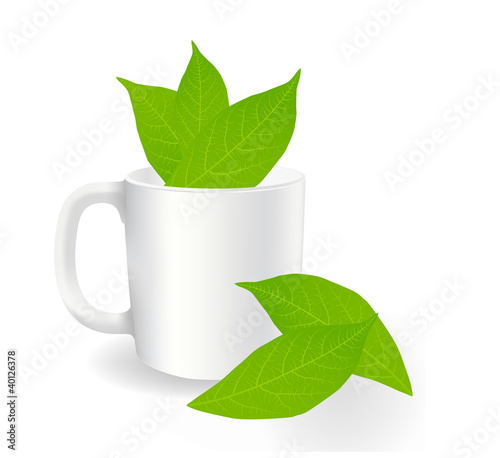 Fresh, green tea leaves on a white background with cup vector
